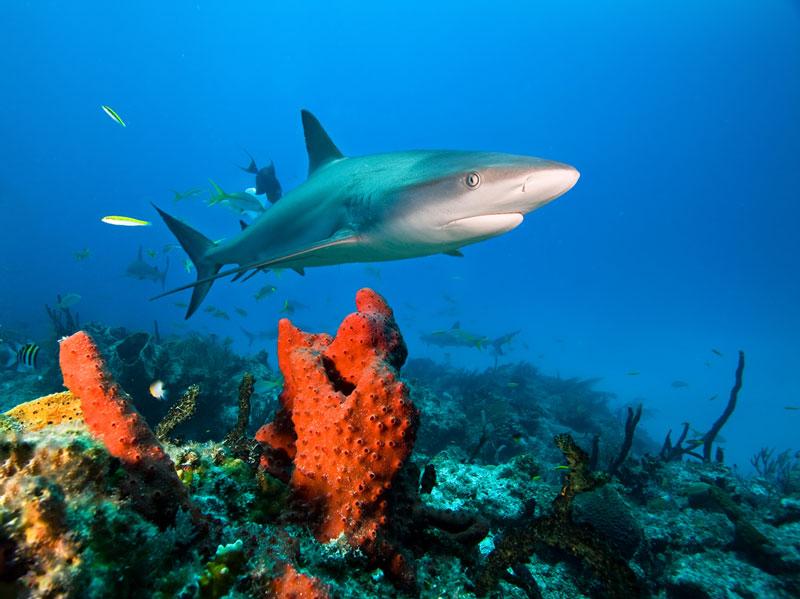 Scientists Focusing on the Wrong Sharks in the Wrong Places