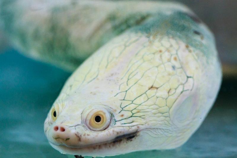 World Turtle Day 2014: Very Strange Turtles, Very Strange Turtle Stories (Videos, Photos)