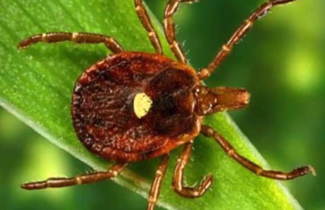 Lone Star Tick Carrying Heartland Virus Found in Georgia: Researchers
