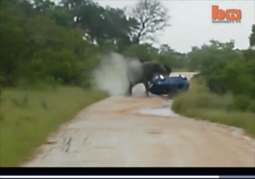 Watch Terrifying Moment an Elephant Rolls Over a Car (+Video)