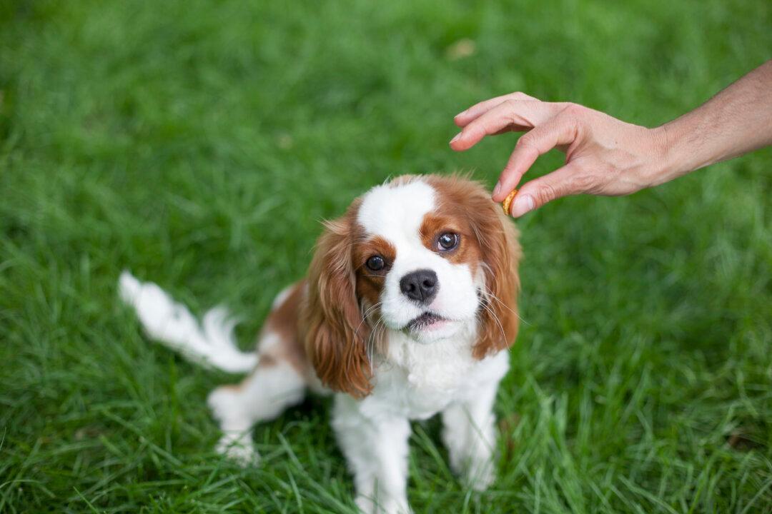 Dog Treats Made in China Linked to Kidney Failure, Death