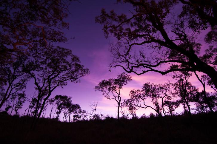 Next Big Idea in Forest Conservation? Making Community Protection Economically Viable