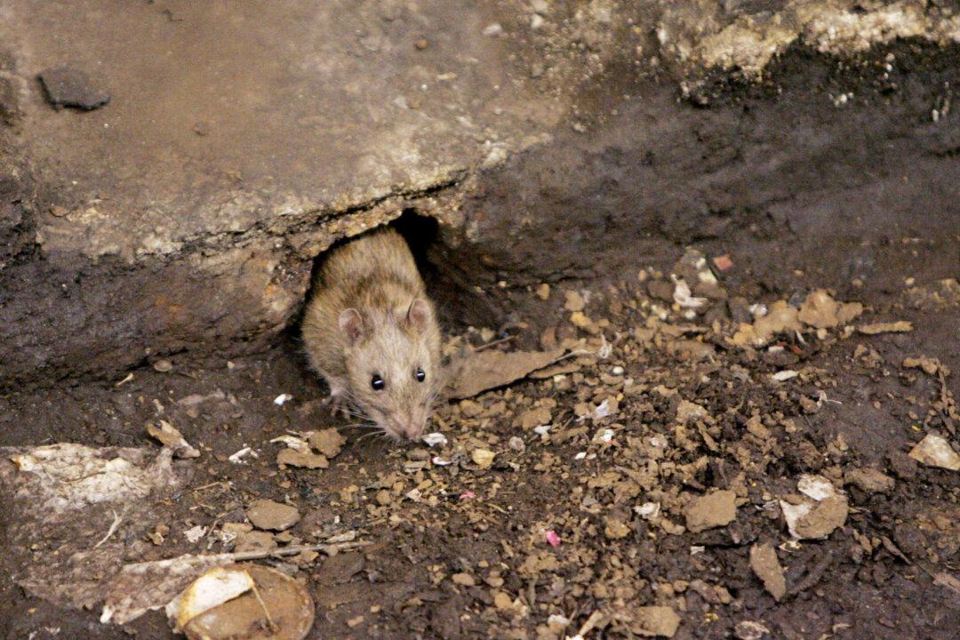Rodents Winning NY Rat Race, but Humans Fight Back
