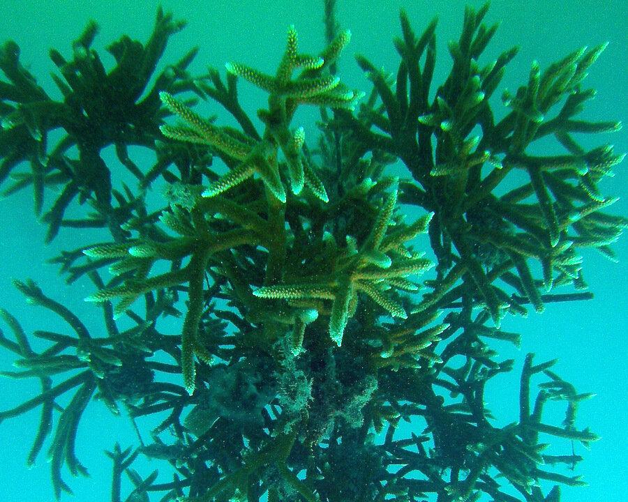 Coral Restoration: Nursery Farming and Replanting Menaced Species