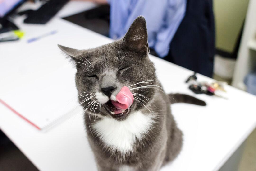 Injured Brooklyn Cat ‘King’ Adopted