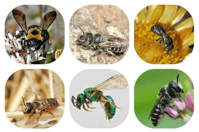 Build a Hotel for Homeless, Harmless, Helpful Bees