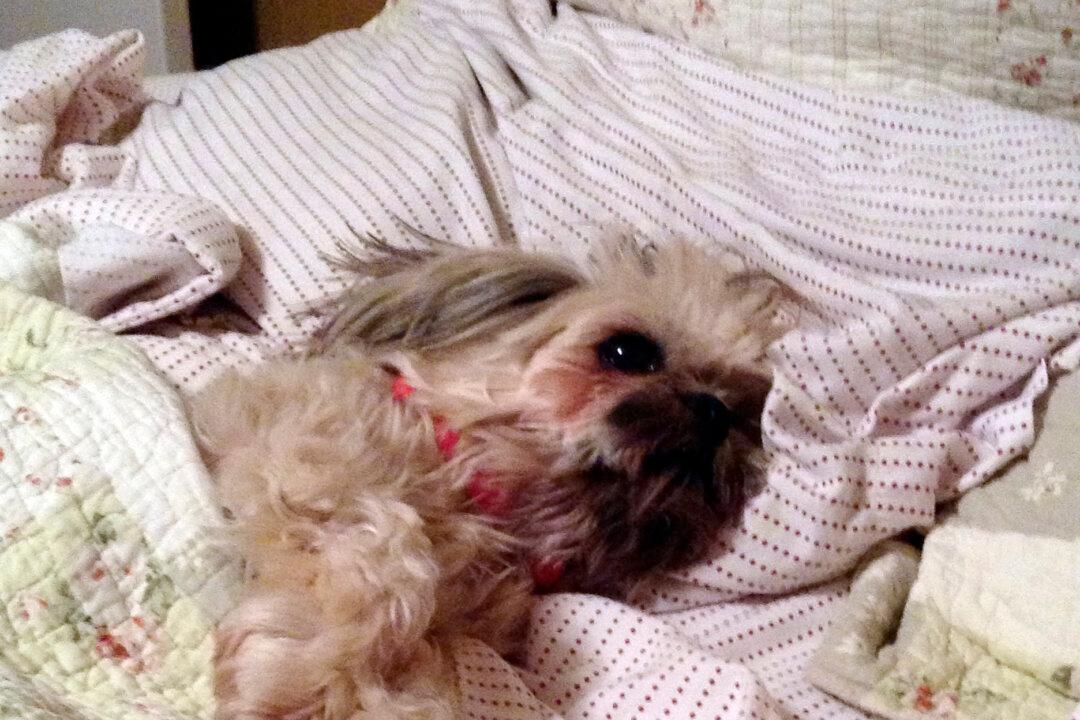 H3N2 Dog Flu Cases Reported Across Two Dozen U.S. States