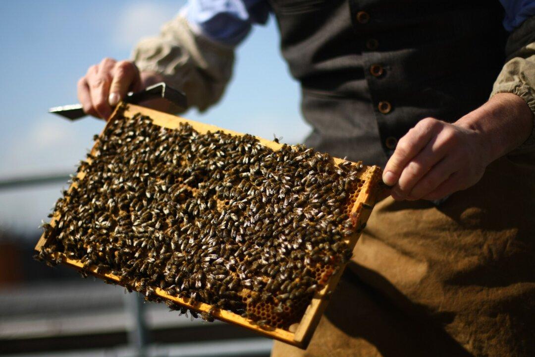 Widely Used Pesticide Linked to Bee Deaths, Say Scientists