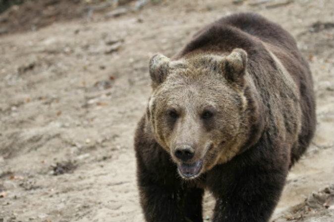 Stalking Bears in Transylvania