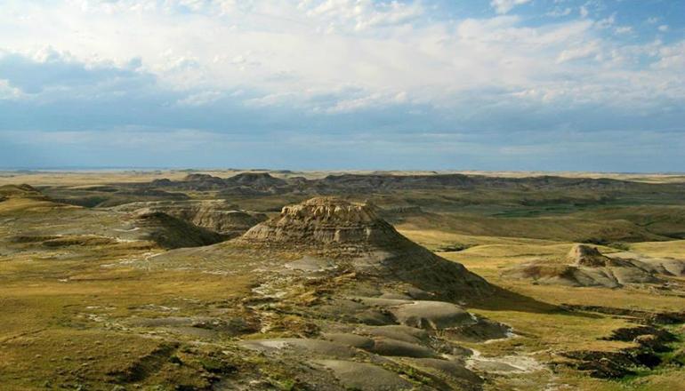 Fossils From Forest Fire Capture Dinosaurs’ Final Days