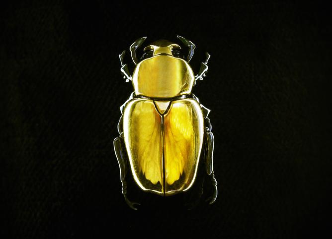 Butterflies, Beetles and the Fashion Jewellery Renaissance