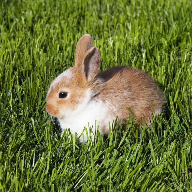 Baby Rabbit Calls Out to Be Saved From Deadly Snake