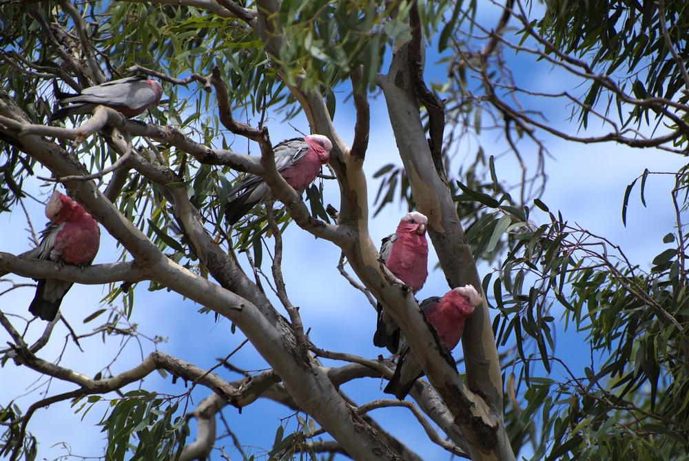 Tree That Started ‘Weeping’ on Good Friday Draws Hundreds of People