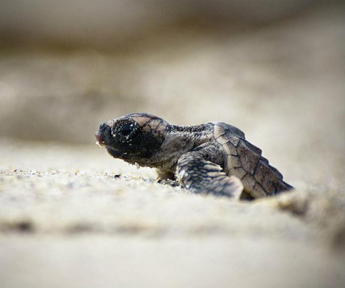 3 Fantastic Places to See Endangered Nesting Sea Turtles in Costa Rica