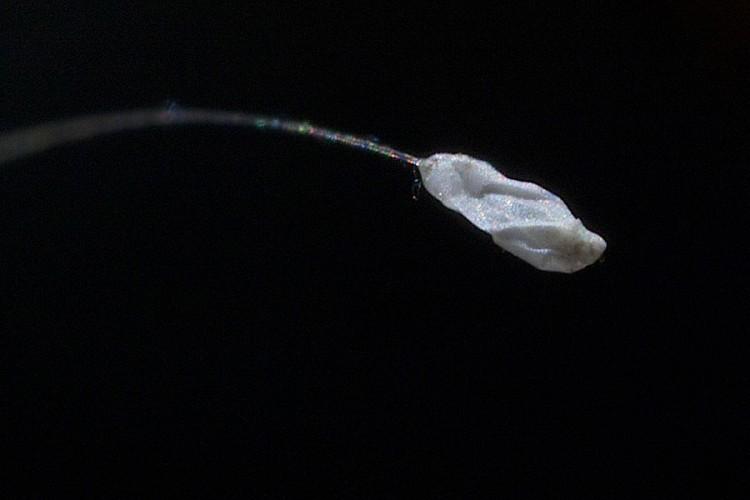 Flower Said to Bloom Once in 3,000 Years Spotted Across Globe