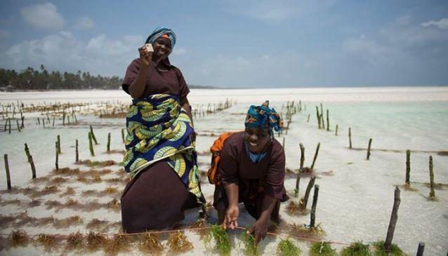 Seaweed Farming in Zanzibar