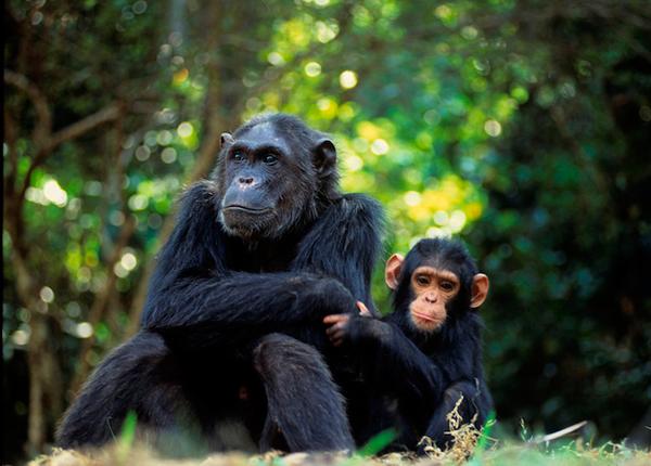 Endangered Apes Victimized by Animal Trafficking