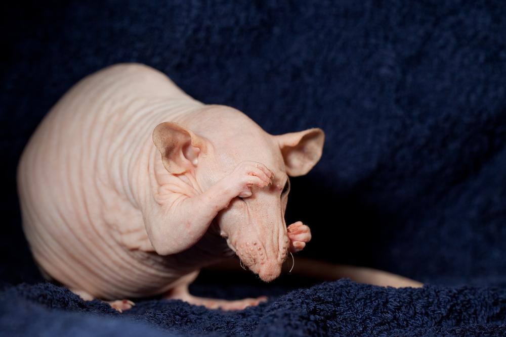 Top 25 Funniest, Strangest, Weirdest Animal Names You Never Knew Existed