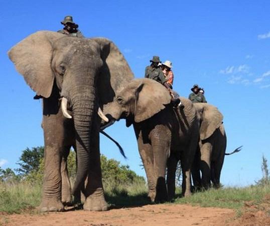 5 Luxury Lodges Where You'll See Elephants in South Africa