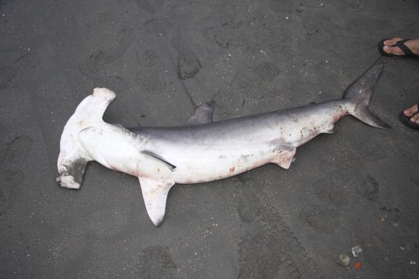 First Shark Species Protected Under the ESA