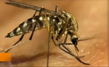 Chikungunya Virus Contracted In U.S. (Video)