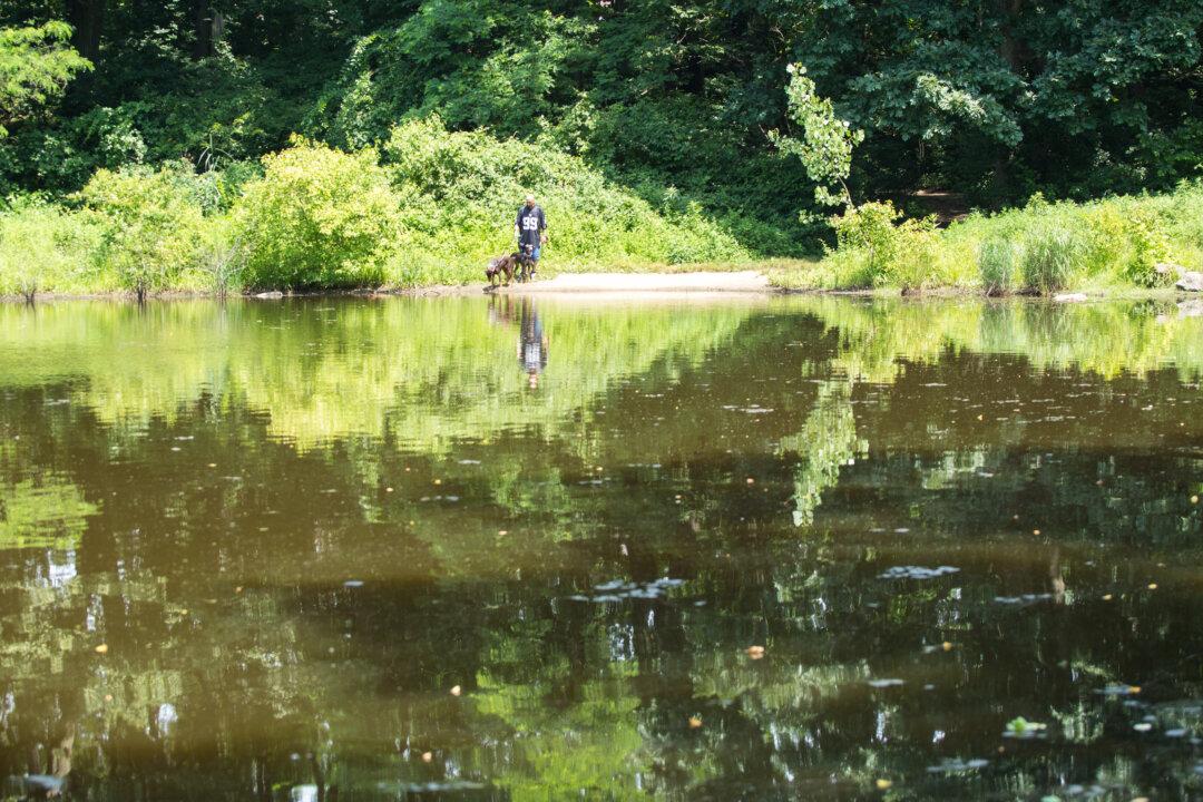 Are NYC Parks Becoming More Toxic?