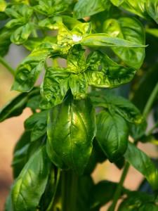 My Favorite Garden Herbs and How To Grow Them