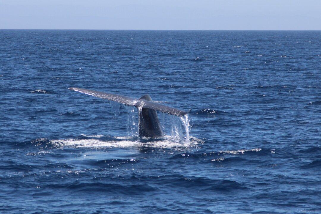 Rarely Seen Whale Spotted Off Southern California Coast