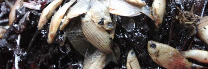 Amazon Oil Spill has Killed Tons of Fish, Sickened Native People