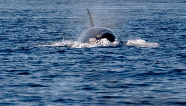 Awesome Whale Watching in British Columbia