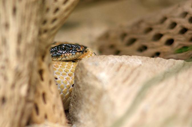 The Five Worst Poisons on Earth: From Polonium to Mercury