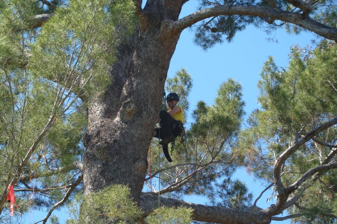 Tree Climbing? Yes, it’s a Sport