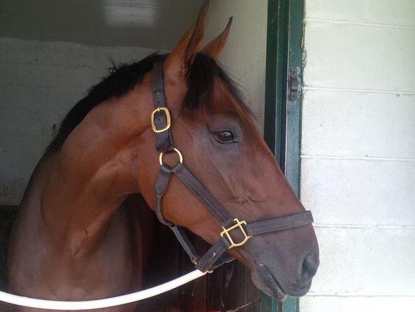 Prince Wales Stakes 2014: Start Time, TV Channel, Positions, Horses, Odds for Canadian Triple Crown Race