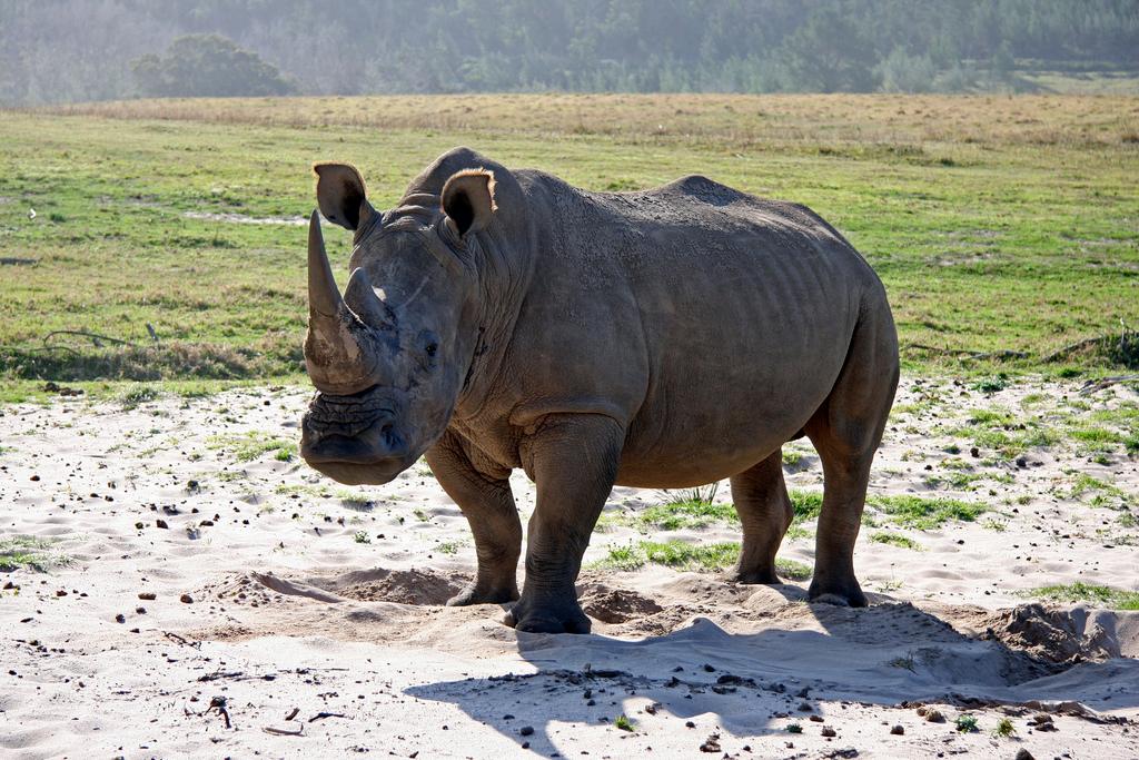 How Killing Off Wildlife Causes Social Chaos