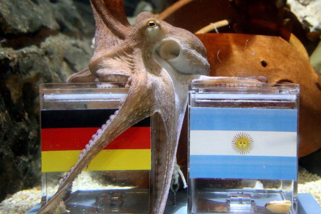 Germany vs Argentina World Cup Final 2014: Predictions, Preview, Betting Odds, Date, and Start Time for Die Nationalmannschaft, La Albiceleste Championship Match