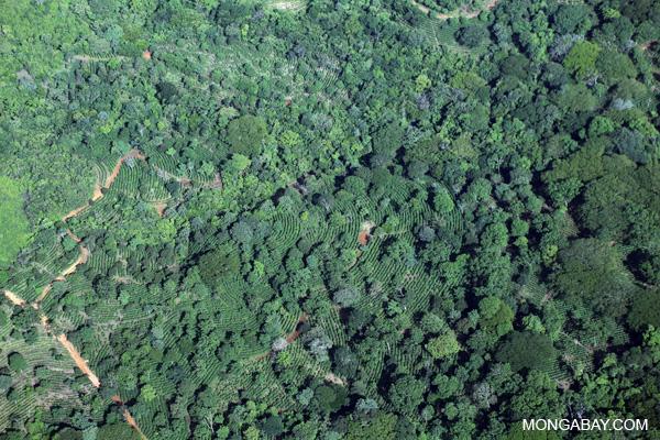 Shade Grown Coffee Helps Forests and Natives