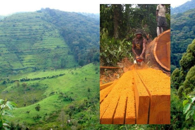 Forest Conservation and the Double-Edged Sword of Democracy