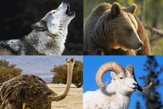 6 Amazing Stories of Children Raised by Animals