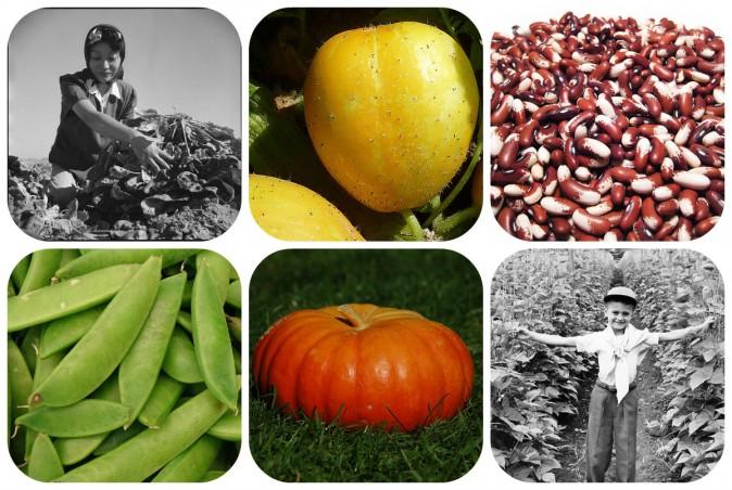 7 Organic Garden Crops to Plant Now, It’s Not Too Late