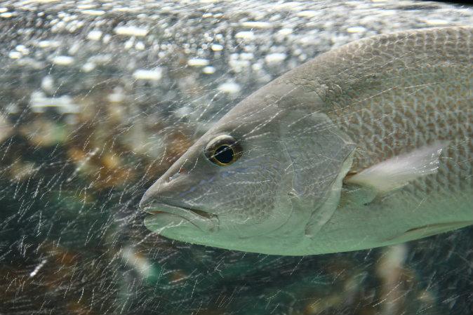 Does Water Defy Gravity by Flowing Upstream? (+Video)