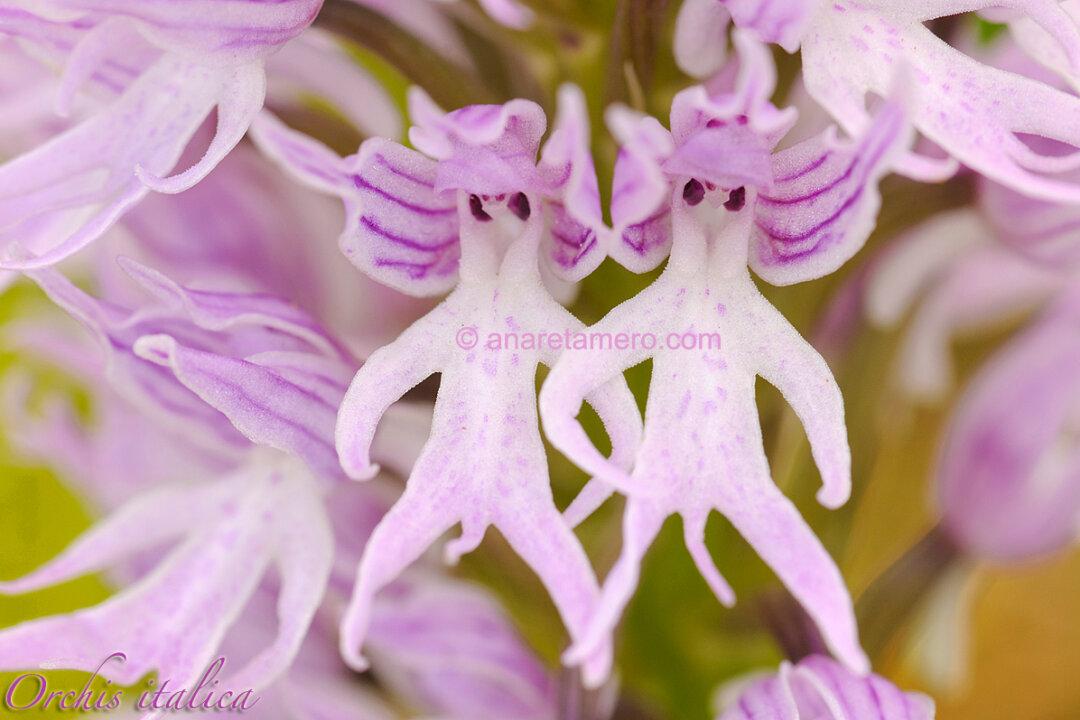 What This Photographer and Biology Teacher Sees When She Looks at Orchids Is Quite Amazing
