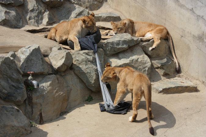 Jeans Designed by Lions and Tigers Are a Win-Win for Zoos