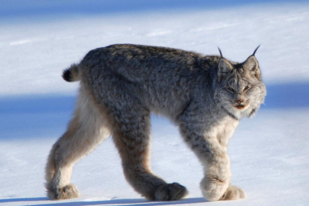 Man Captures Lynx ‘Screaming’ at Each Other in Viral Video