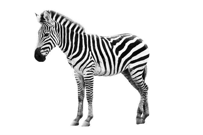 Zebra Stripes Work Like Bug Spray