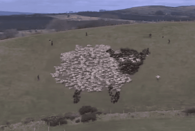 Prancing Llama Herding Sheep and 6 Other Epic Sheepherding Techniques