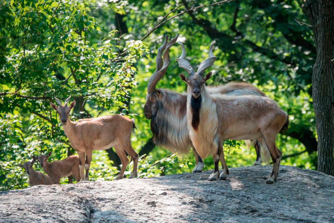 Herd of Endangered Turkmenian Markhor Added to Bronx Zoo
