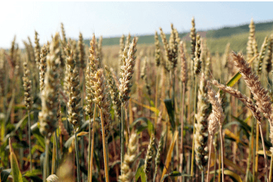 ‘Exceptional Year’ for Agriculture in French Region Île de France