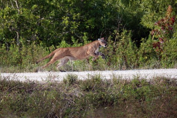 A 2-year-old Florida panther is released into the wild by the Florida Fish and Wildlife Conservation Commission (FWC) in West Palm Beach, Florida, on April 3, 2013. ( Joe Raedle/Getty Images)