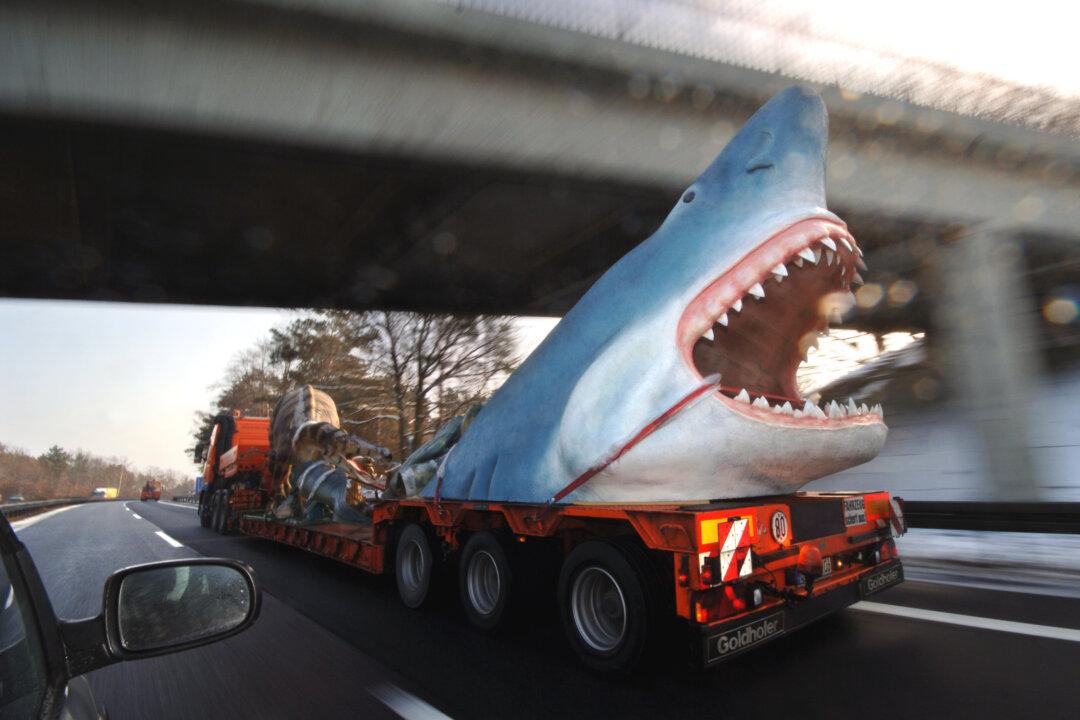 Man Finds 5.5-Inch Megalodon Shark Tooth on North Carolina Beach