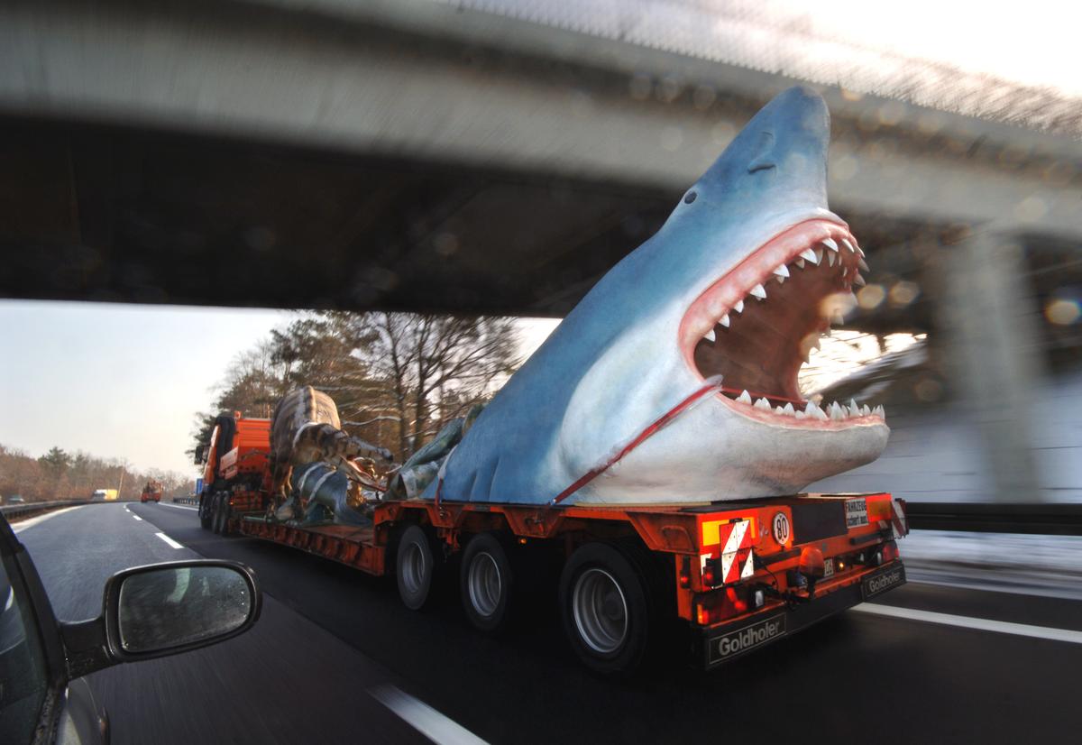 Megalodon: Facts About the Extinct Prehistoric Shark (+Illustrations, Tooth Pictures / Photos)